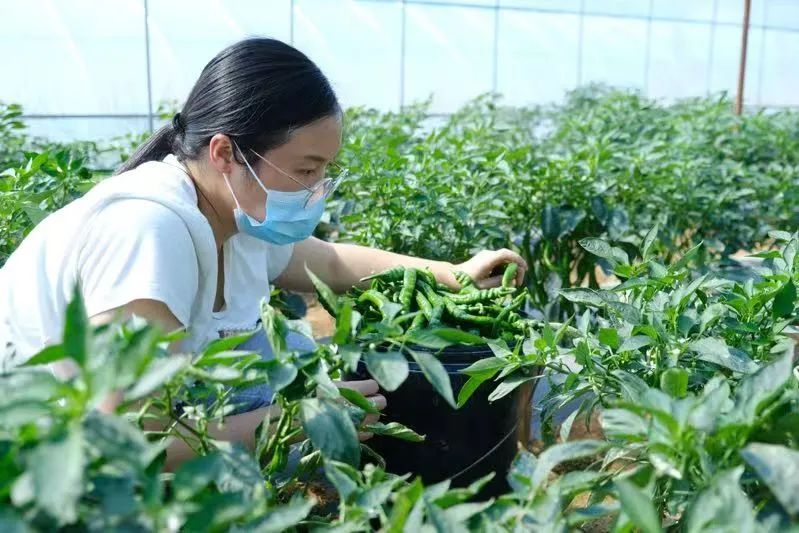 北塔区贺井村：大棚蔬菜长势旺  复工复产供应忙_邵阳头条网
