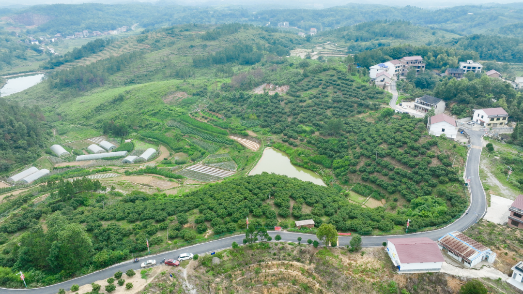 北塔区李子塘村：杨梅红了 开启乡村“梅”好时光_邵阳头条网
