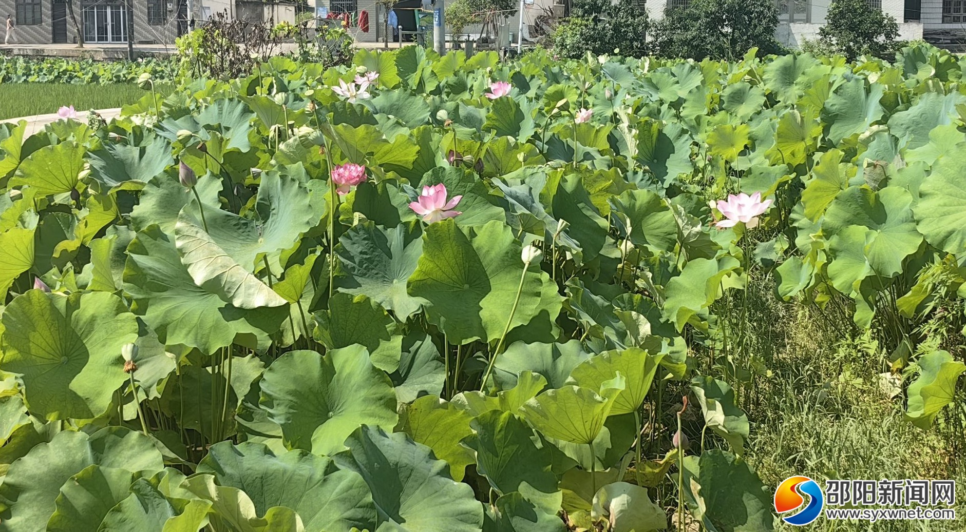 北塔区陈家桥镇：盛夏荷花别样香(图1)