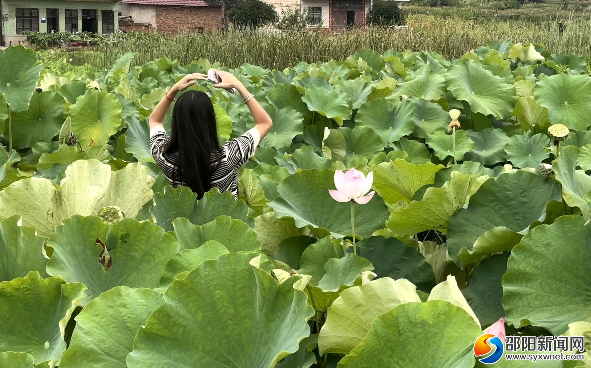 北塔区陈家桥镇：盛夏荷花别样香(图2)